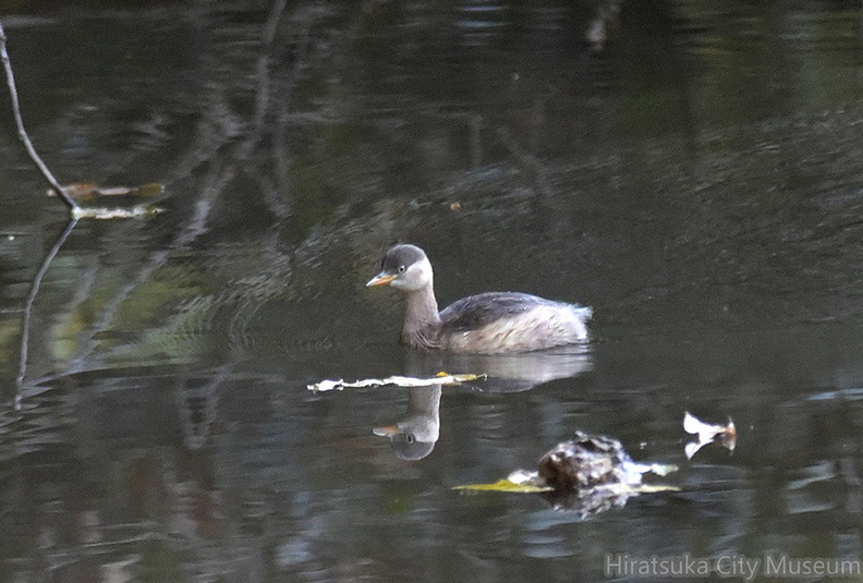 カイツブリ20201111平塚（撮影　岡根武彦）.jpg