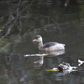 カイツブリ20201111平塚（撮影　岡根武彦）
