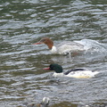 カワアイサ♂♀20201124平塚（撮影　岡根武彦）