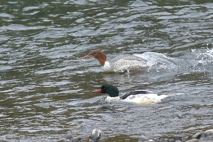 カワアイサ♂♀20201124平塚（撮影　岡根武彦）