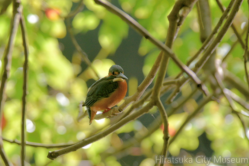 カワセミ♂20201108平塚（撮影　岡根武彦）.jpg