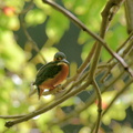 カワセミ♂20201108平塚（撮影　岡根武彦）