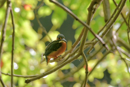 カワセミ♂20201108平塚（撮影　岡根武彦）