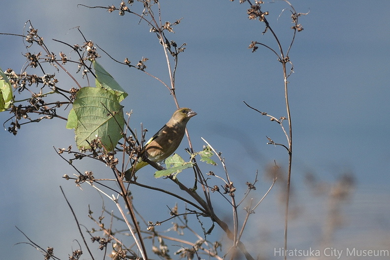 カワラヒワ20201027平塚（撮影　岡根武彦）.jpg