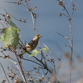 カワラヒワ20201027平塚（撮影　岡根武彦）