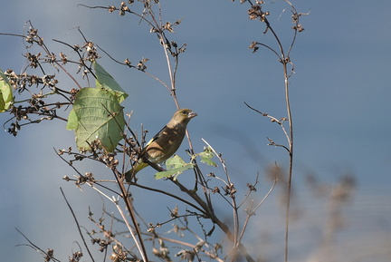 カワラヒワ20201027平塚（撮影　岡根武彦）