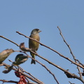 カワラヒワ20201118平塚（撮影　岡根武彦）