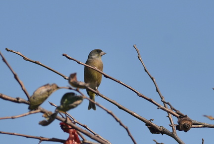 カワラヒワ20201118平塚（撮影　岡根武彦）
