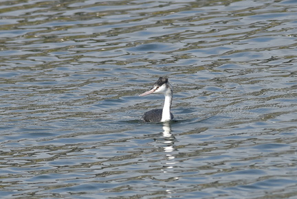 カンムリカイツブリ20201103平塚（撮影　岡根武彦）