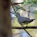 キジバト20201111平塚（撮影　岡根武彦）