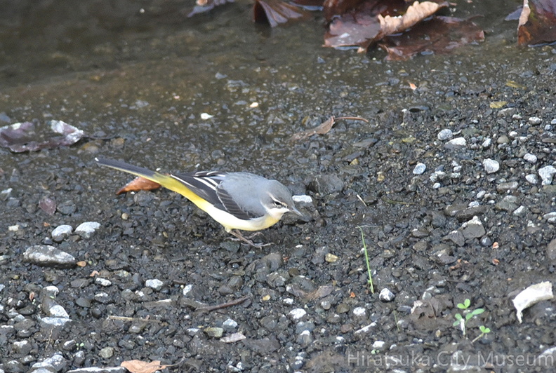 キセキレイ20201116平塚（撮影　岡根武彦）.jpg
