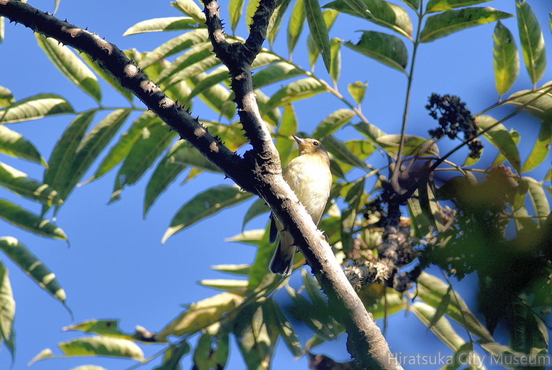 キビタキ♀20201104平塚（撮影　岡根武彦）.jpg