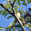 キビタキ♀20201104平塚（撮影　岡根武彦）