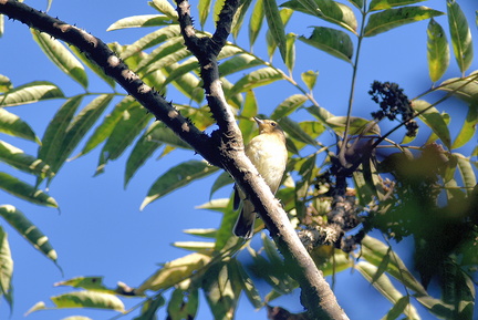 キビタキ♀20201104平塚（撮影　岡根武彦）