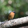 ジョウビタキ♂20201104平塚（撮影　岡根武彦）