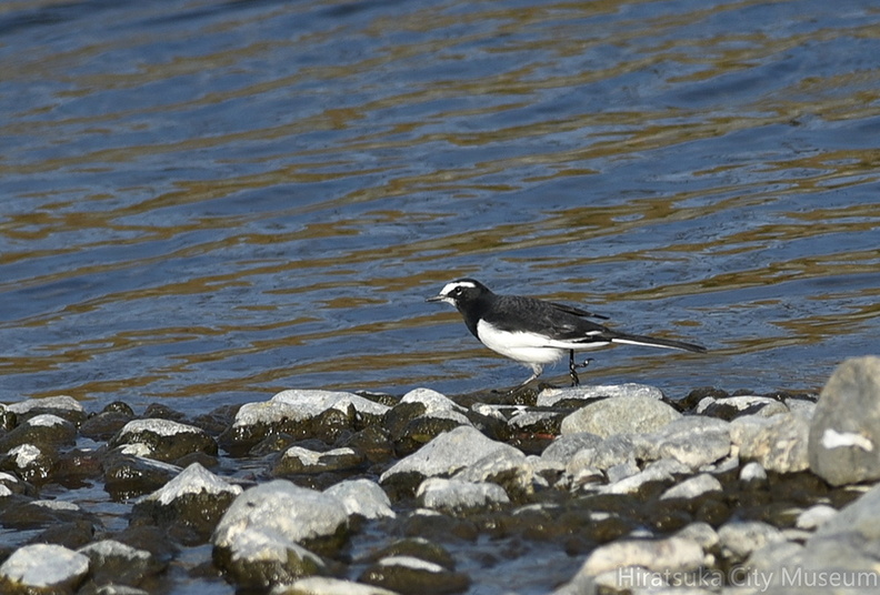 セグロセキレイ20201118平塚（撮影　岡根武彦）.jpg