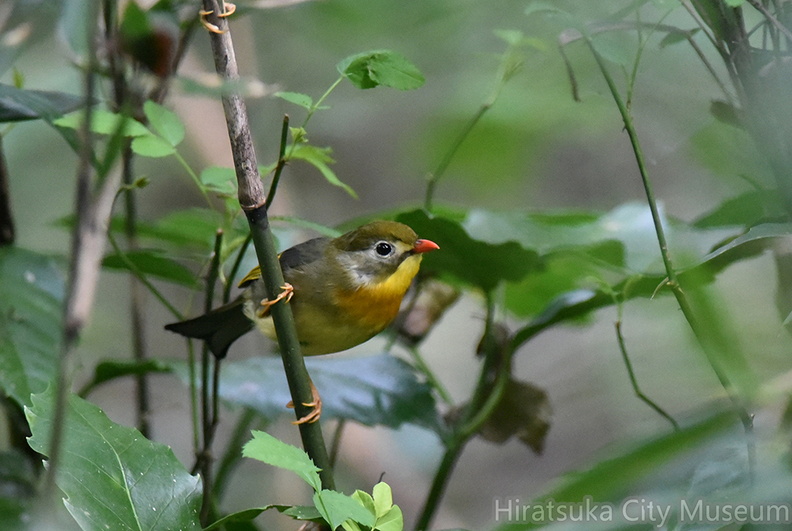ソウシチョウ20201101平塚（撮影　岡根武彦）.jpg