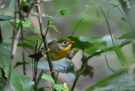 ソウシチョウ20201101平塚（撮影　岡根武彦）