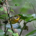 ソウシチョウ20201101平塚（撮影　岡根武彦）