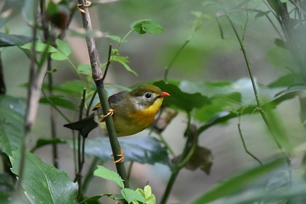 ソウシチョウ20201101平塚（撮影　岡根武彦）