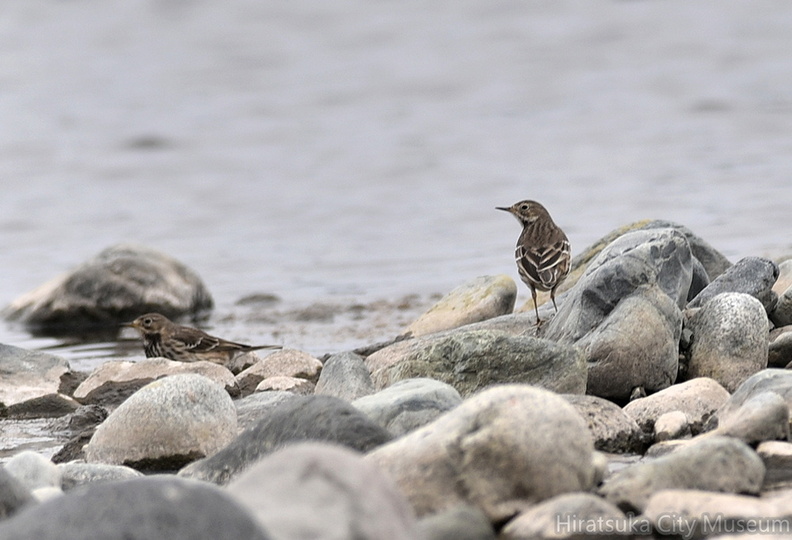 タヒバリ20201124平塚（撮影　岡根武彦）.jpg