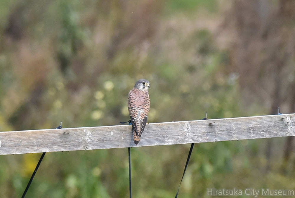 チョウゲンボウ♂20201027平塚（撮影　岡根武彦）