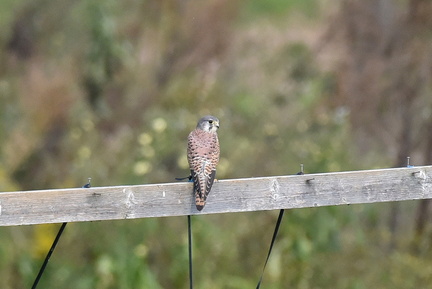 チョウゲンボウ♂20201027平塚（撮影　岡根武彦）