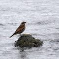 ツグミ20201124平塚（撮影　岡根武彦）