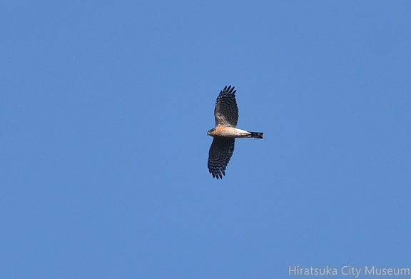 ハイタカ♂20201113平塚（撮影　岡根武彦）