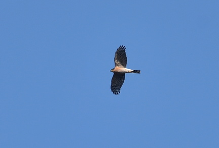 ハイタカ♂20201113平塚（撮影　岡根武彦）