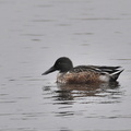 ハシビロガモ♂20201124平塚（撮影　岡根武彦）