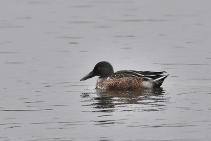 ハシビロガモ♂20201124平塚（撮影　岡根武彦）