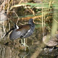 バン20201121平塚（撮影　岡根武彦）