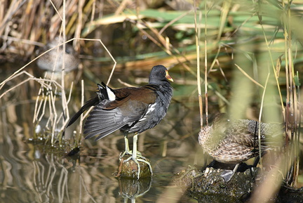 バン20201121平塚（撮影　岡根武彦）