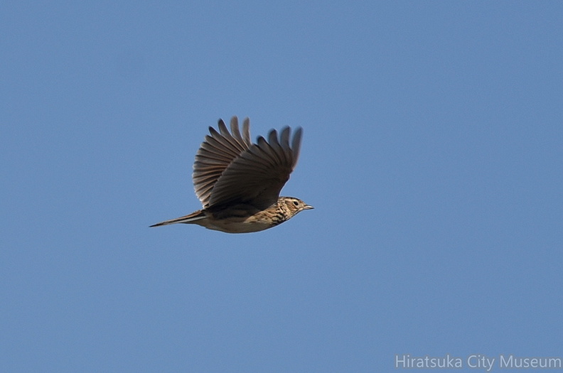 ヒバリ20201118平塚（撮影　岡根武彦）.jpg