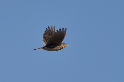 ヒバリ20201118平塚（撮影　岡根武彦）
