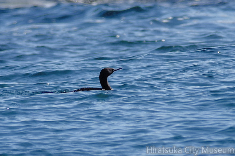 ヒメウ20201031照ヶ崎（撮影　岡根武彦）.jpg