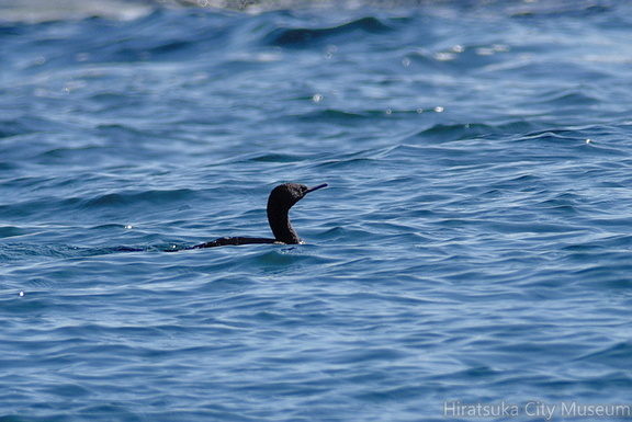 ヒメウ20201031照ヶ崎（撮影　岡根武彦）