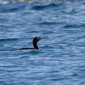 ヒメウ20201031照ヶ崎（撮影　岡根武彦）