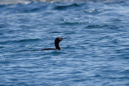 ヒメウ20201031照ヶ崎（撮影　岡根武彦）
