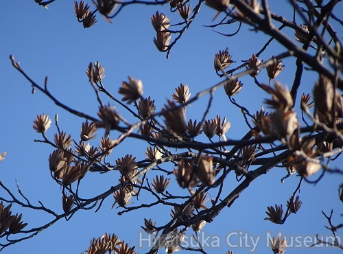 ユリノキ花痕02_20201209ユリの樹の花痕平塚（撮影　松本富美江）.jpg