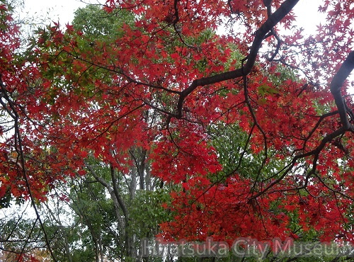 高麗山の紅葉20201126平塚（撮影　松本富美江）.jpg