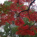 高麗山の紅葉20201126平塚（撮影　松本富美江）