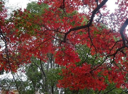 高麗山の紅葉20201126平塚（撮影　松本富美江）