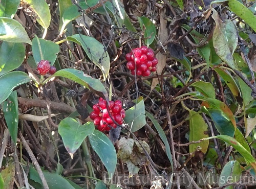 サネカズラ20201128平塚（撮影　松本富美江）.jpg