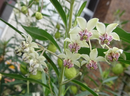 フウセントウワタ花20201209平塚（撮影　松本富美江）