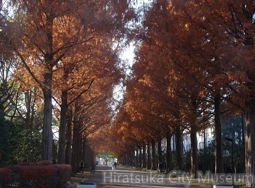 メタセコイア並木20201207平塚（撮影　松本富美江）.jpg