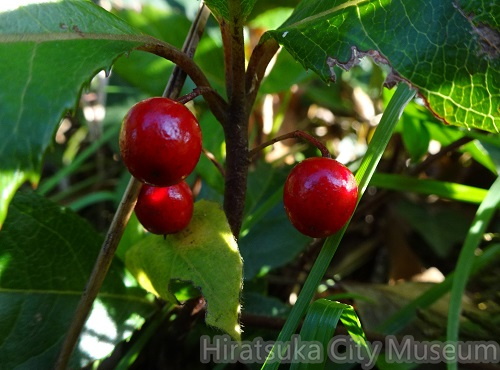 ヤブコウジ20201209平塚（撮影　松本富美江）.jpg