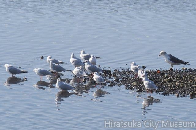 ユリカモメ、ウミネコ20201126平塚（撮影　鈴木真由美）