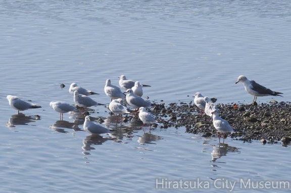 ユリカモメ、ウミネコ20201126平塚（撮影　鈴木真由美）